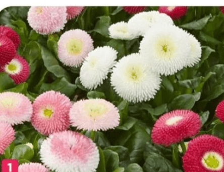 Marjetica 'Tasso' Ø 11 cm - Akcija v trgovini Bauhaus