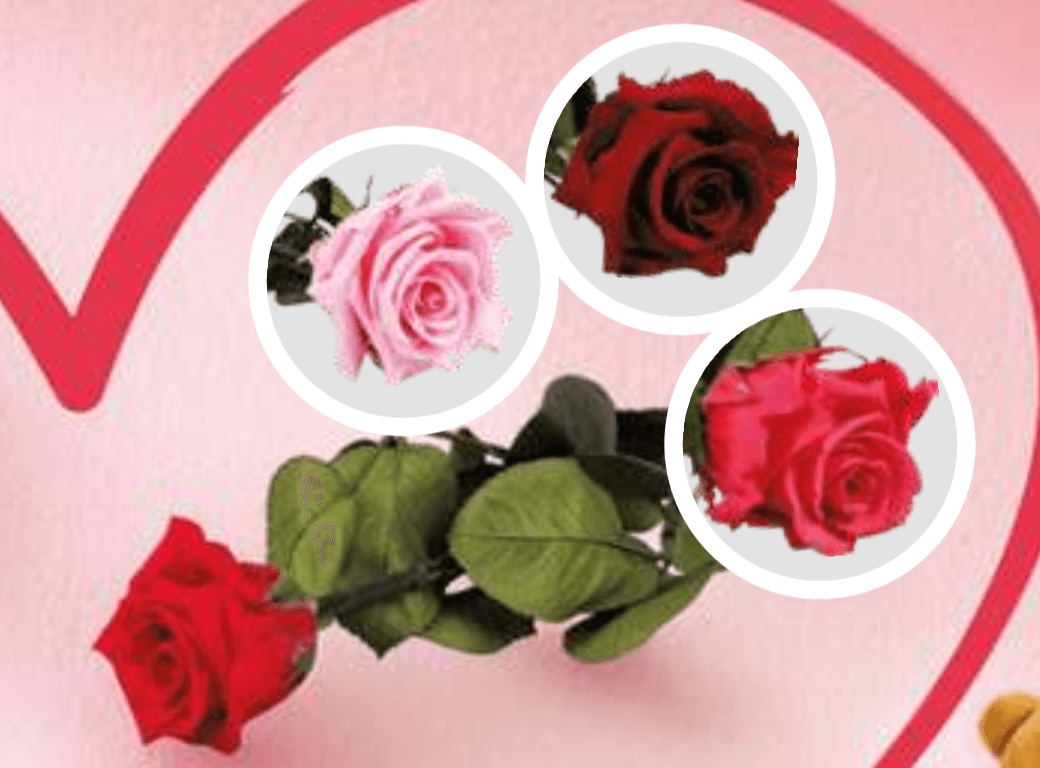 Preparirana vrtnica - Akcija v trgovini E.Leclerc