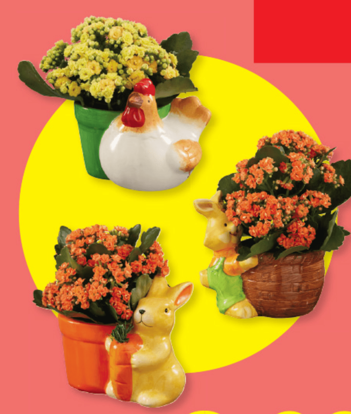 Kalanhoja - Akcija v trgovini Lidl