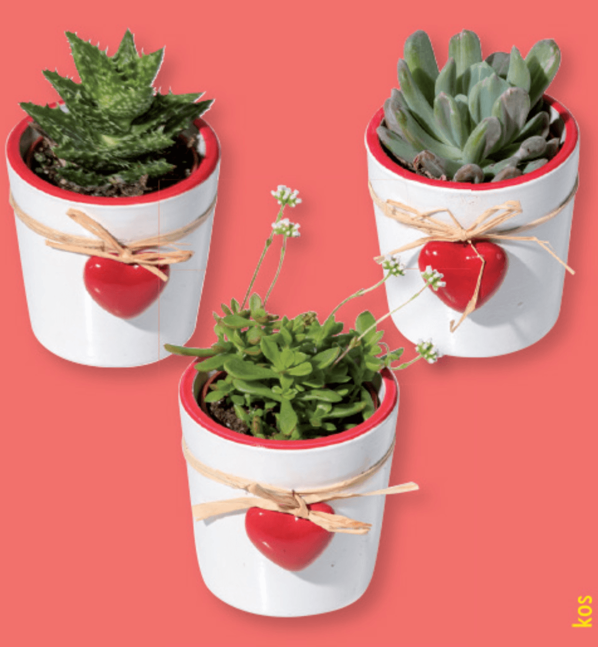 Mini sukulente - Akcija v trgovini Lidl