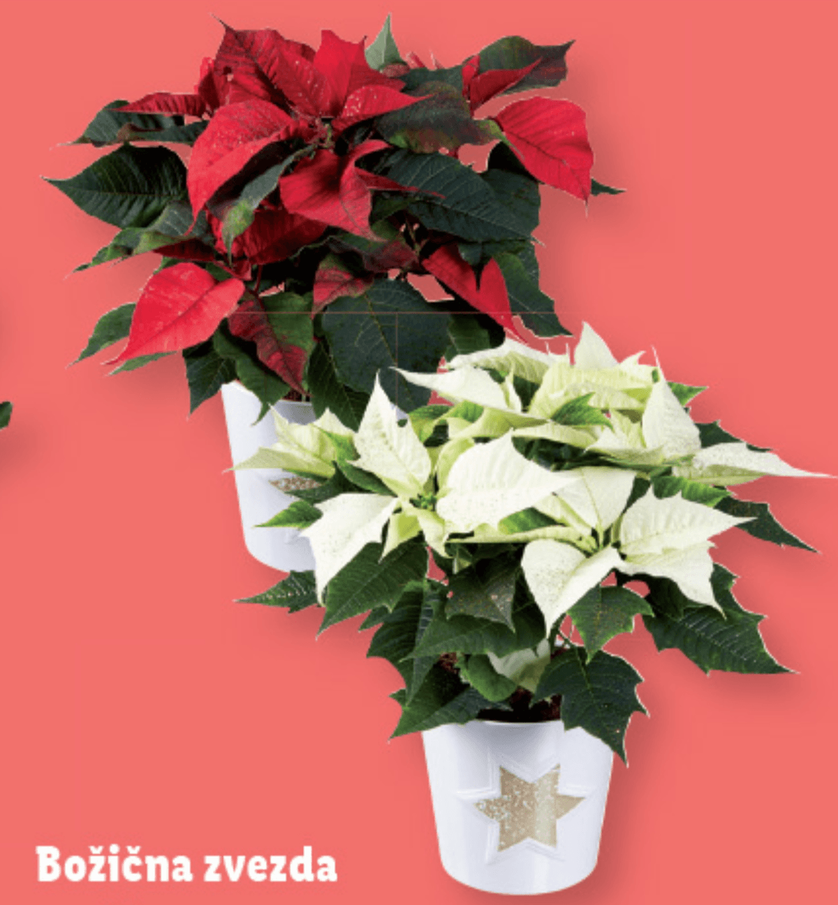 Božična zvezda - Akcija v trgovini Lidl