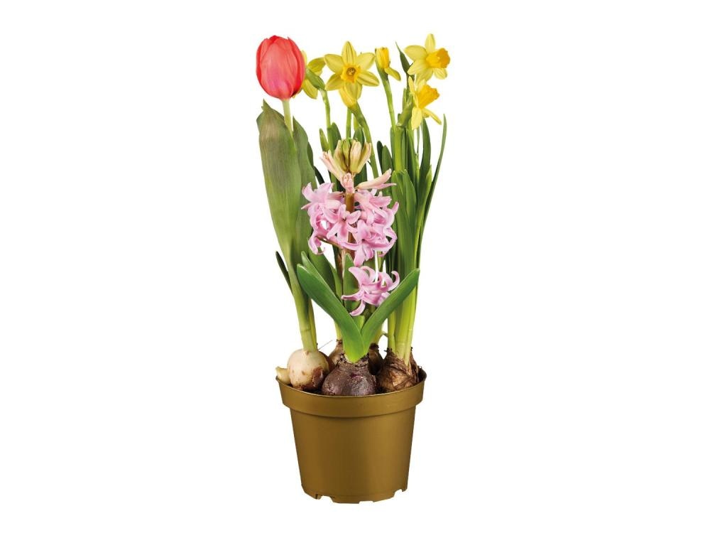 Vrtiček v lončku - Akcija v trgovini Lidl