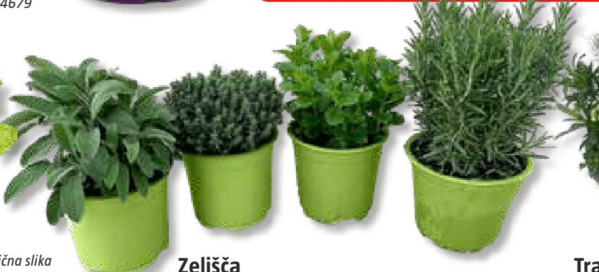 Zelišča v lončku Ø 14 cm - Akcija v trgovini Bauhaus