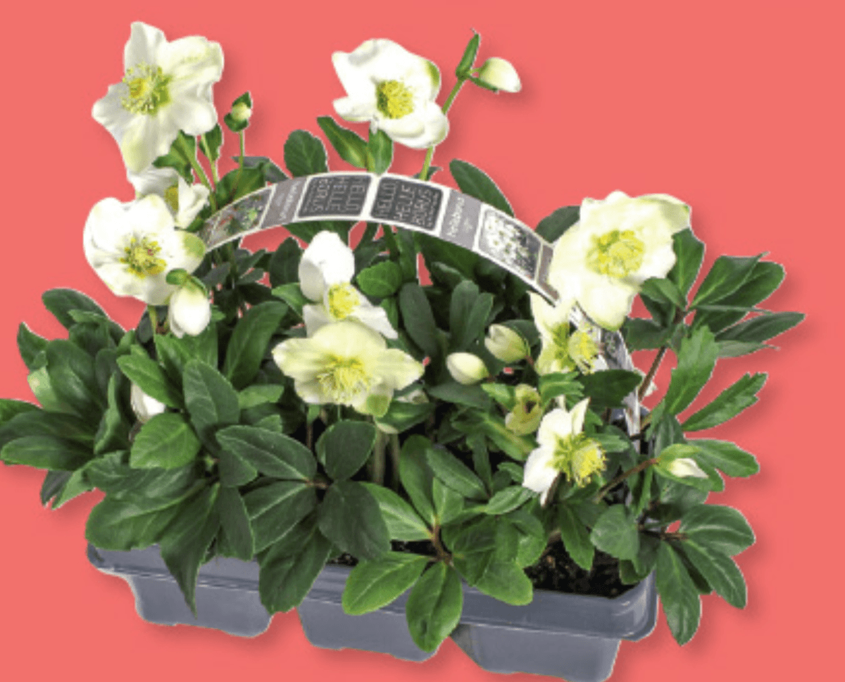 Teloh 6 kosov v kompl. - Akcija v trgovini Lidl