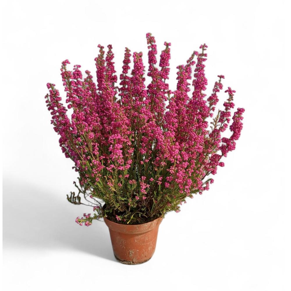 Erica Gracilis Ø pribl. 11 cm Akcija v trgovini Lidl