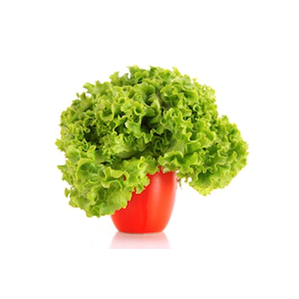 Solata gentile kos - Akcija v trgovini Lidl