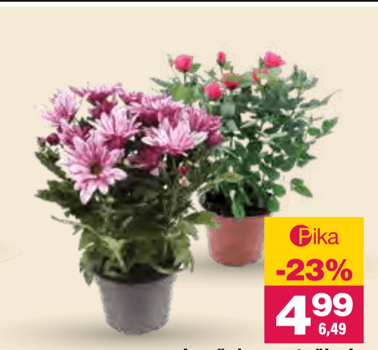 Lončnica cvetoči mix - Akcija v trgovini Mercator