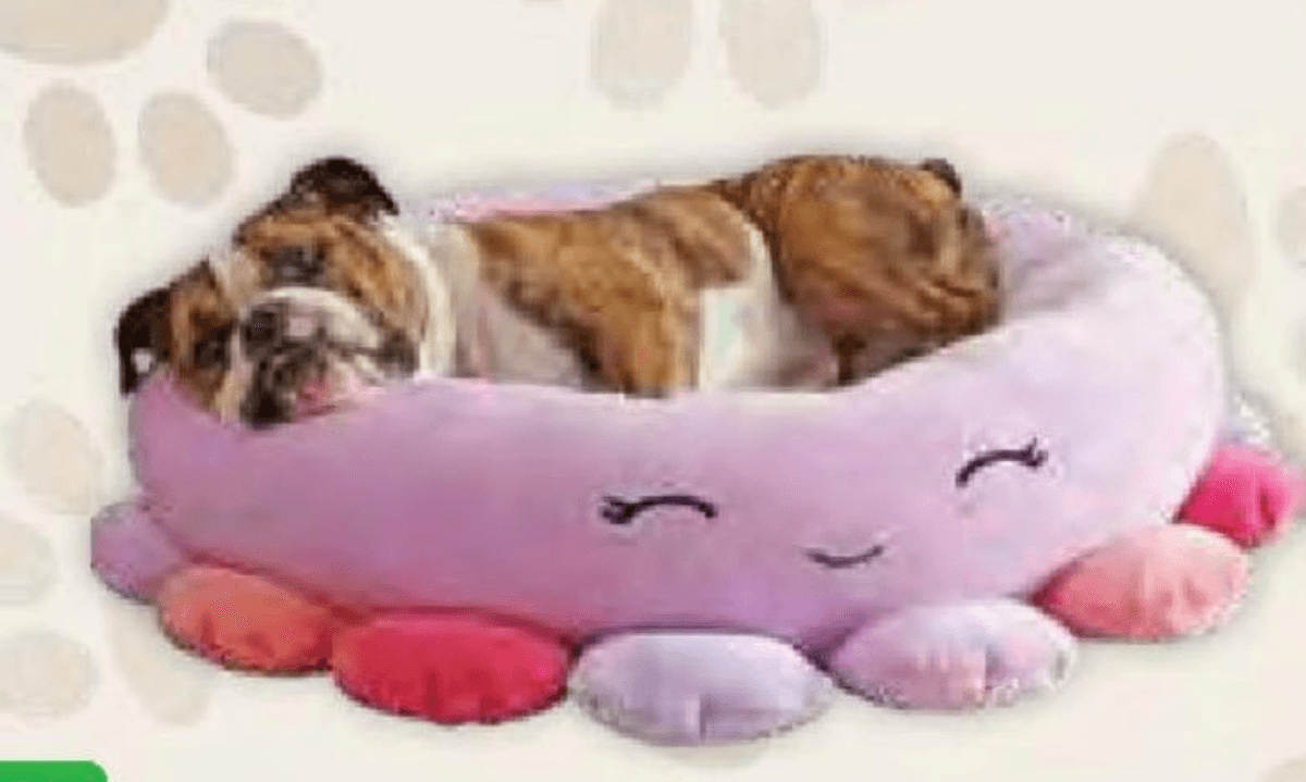 Vivi Ležišče za psa - Akcija v trgovini Tuš