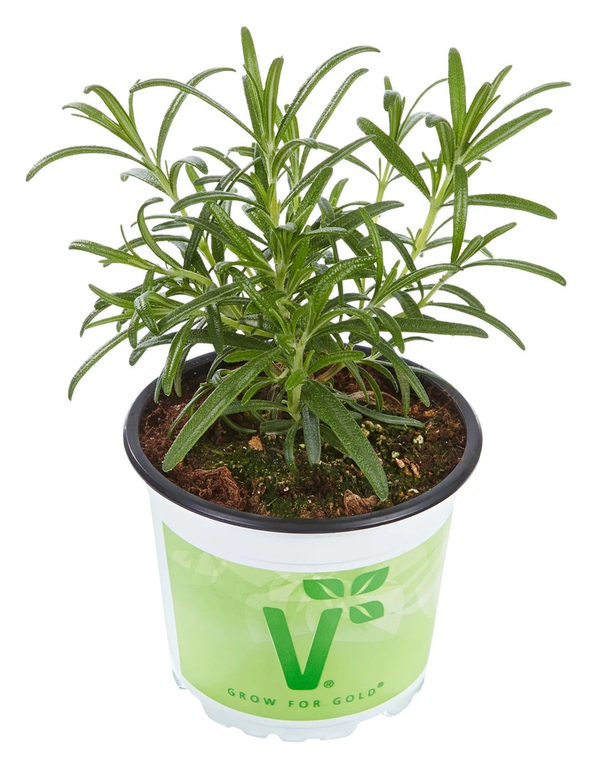 Luštrek 'Verino' Volmary - Akcija v trgovini Bauhaus