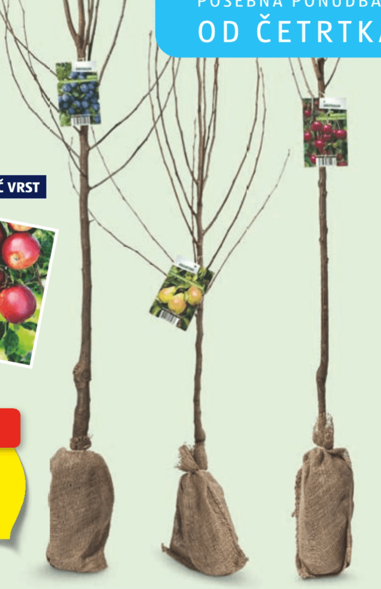 Sadno drevo - Akcija v trgovini Hofer