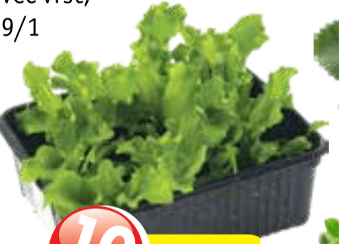 Sadike solata SADIKE KOVAČ - Akcija v trgovini Jager