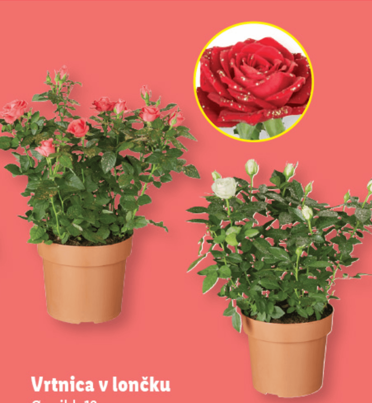 Vrtnica v lončku - Akcija v trgovini Lidl