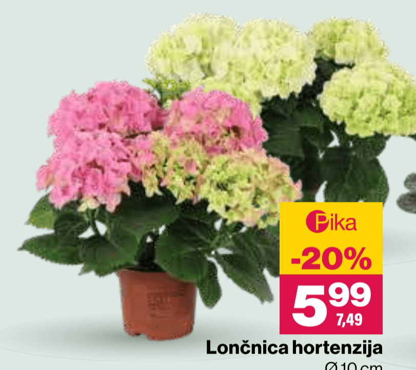 Lončnica hortenzija - Akcija v trgovini Mercator