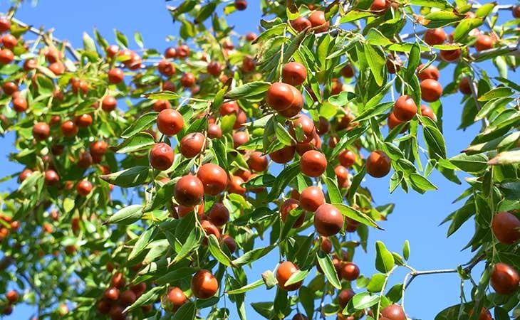 Sadike sadnih dreves MIROSAN Višnja - Akcija v trgovini Jager