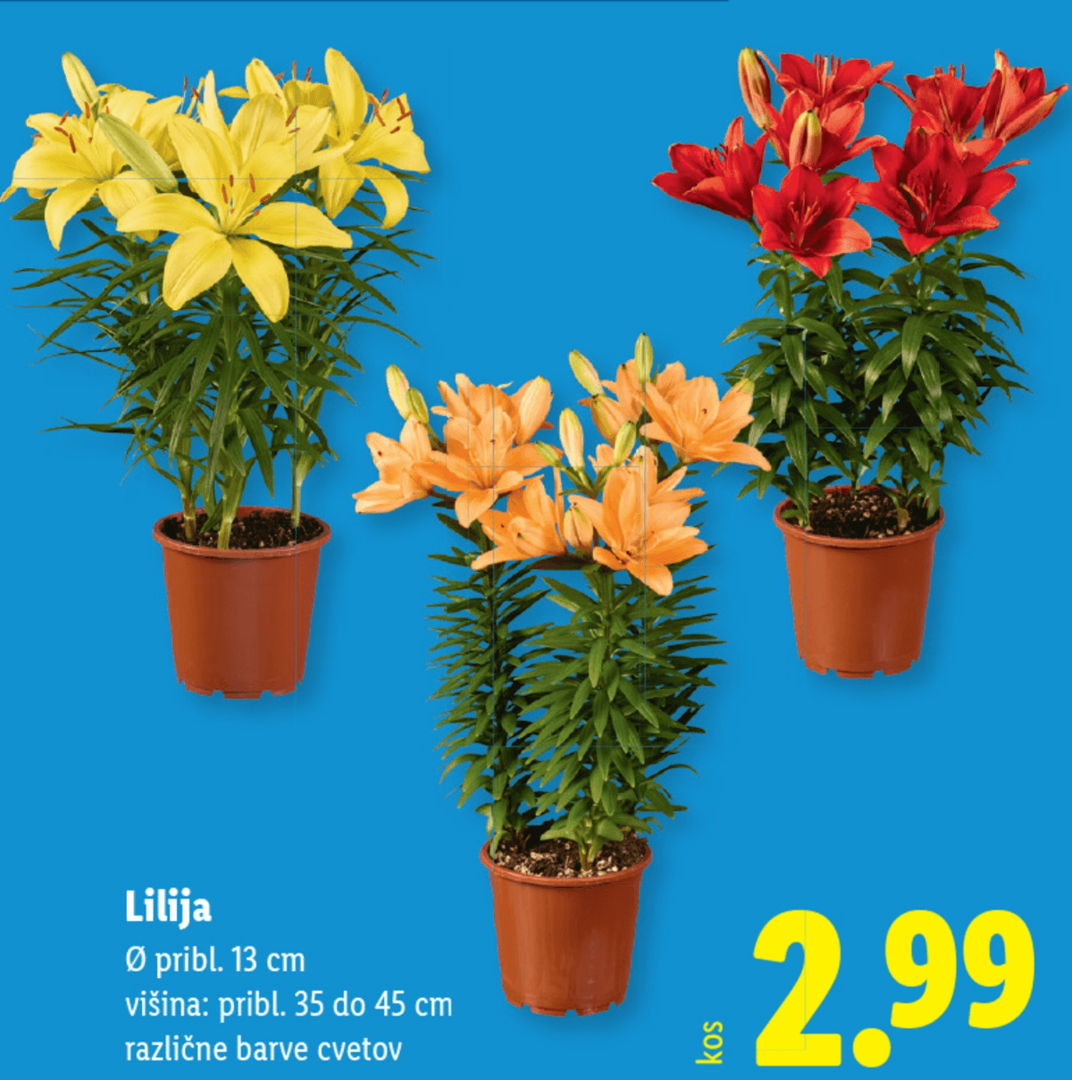 Lilija - Akcija v trgovini Lidl