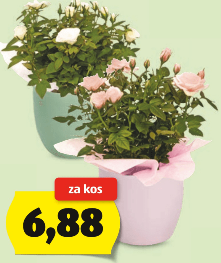 Vrtnica - Akcija v trgovini Hofer