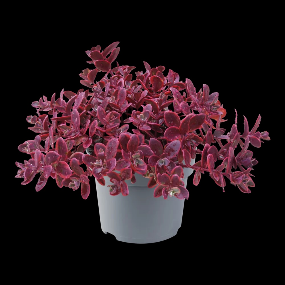 Sedum Sunsparkler v lončku Ø 17 cm Akcija v trgovini Obi