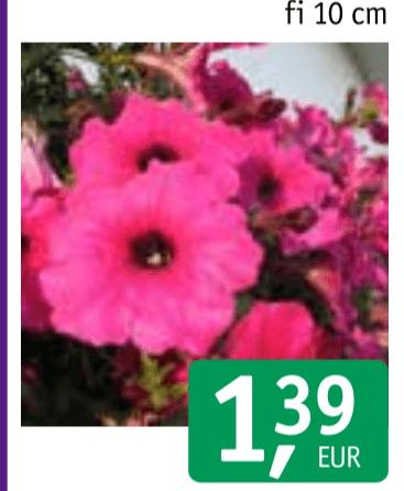 Surfinija - Akcija v trgovini Jager