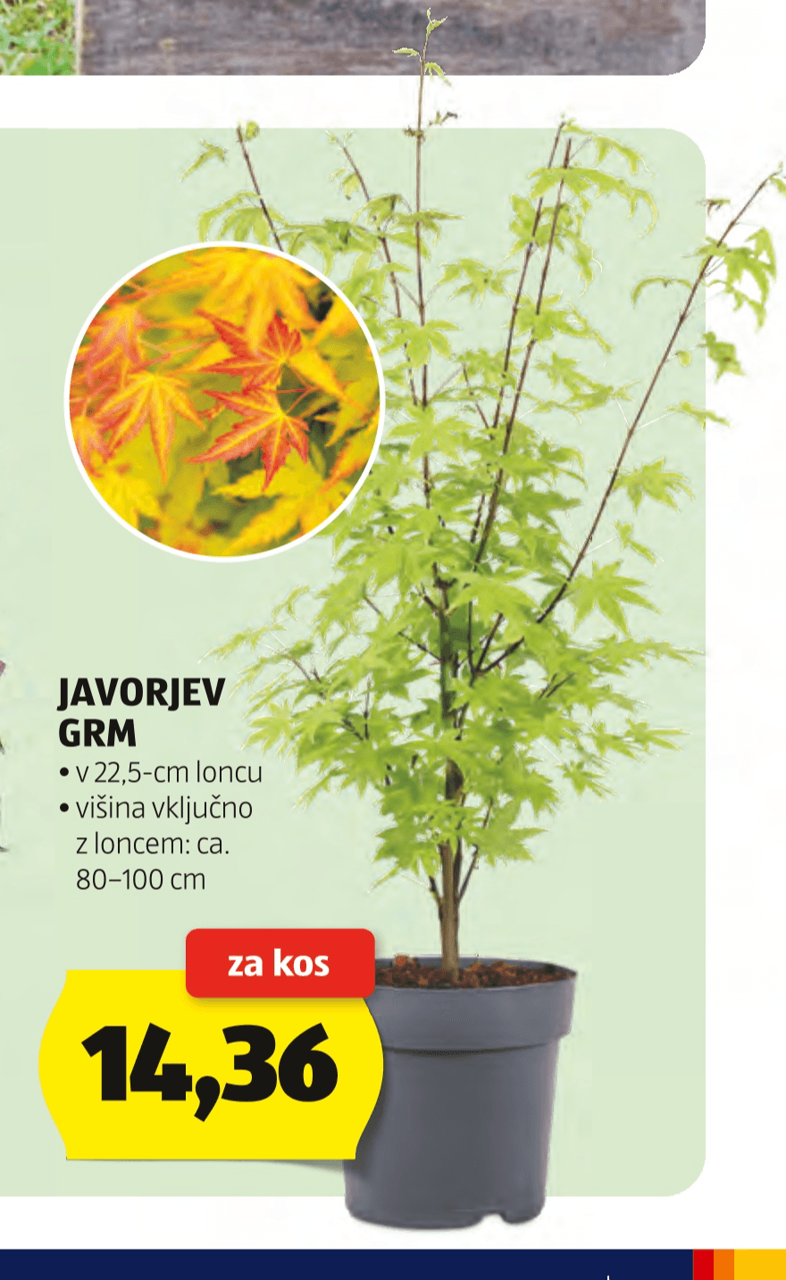 Javorjev grm - Akcija v trgovini Hofer