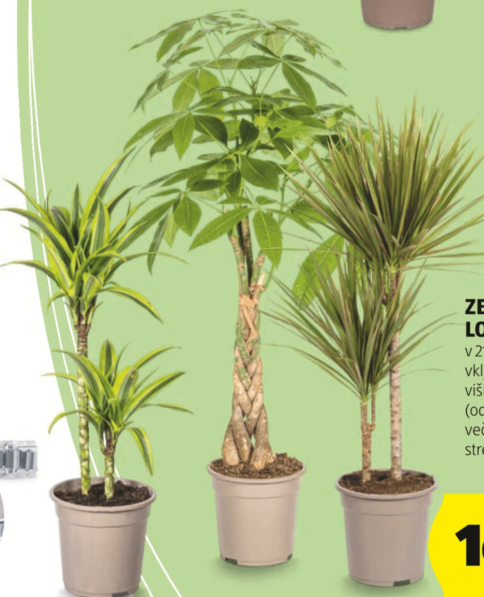 Zelena lončnica - Akcija v trgovini Hofer