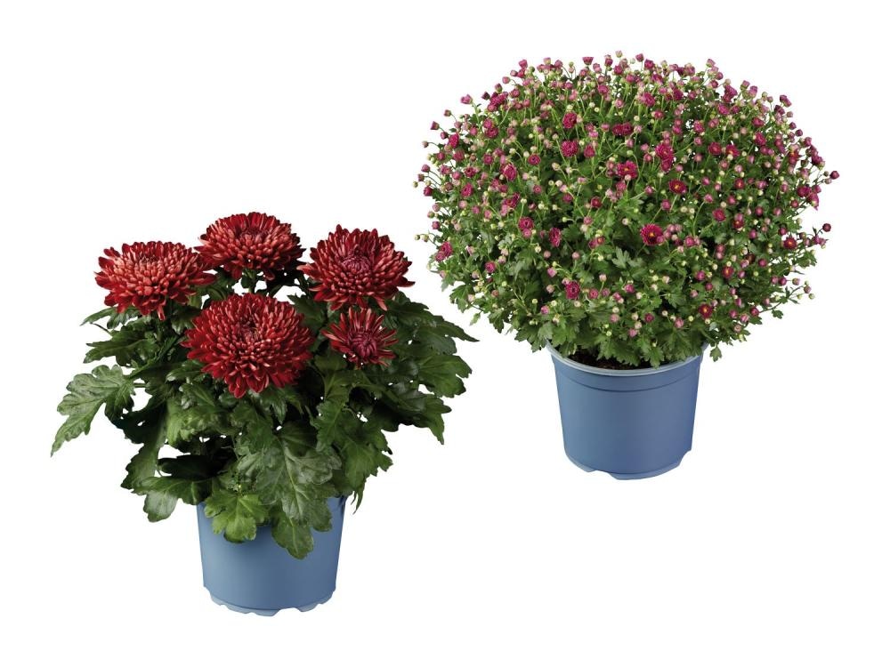 Krizantema - Akcija v trgovini Lidl