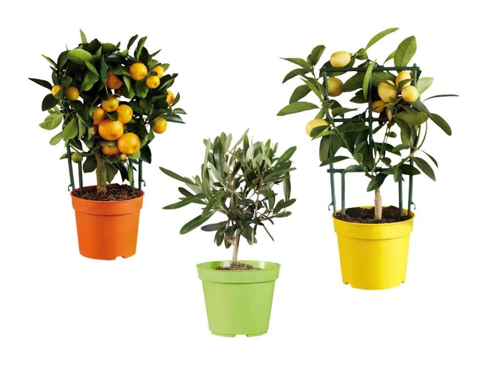 Mediteranska rastlina - Akcija v trgovini Lidl