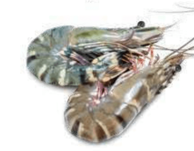 Kozice Black Tiger - Akcija v trgovini Mercator