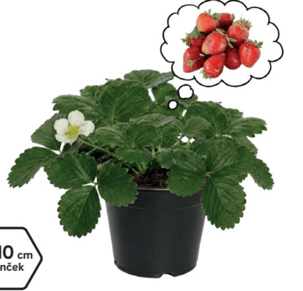 Jagode - Akcija v trgovini Merkur