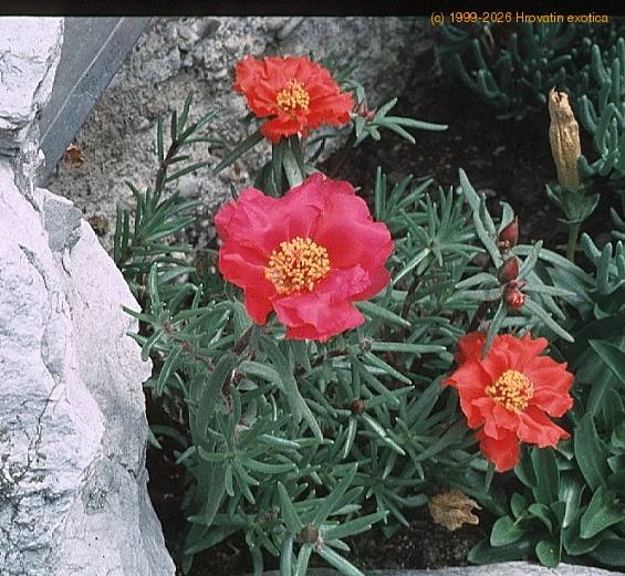 Velecvetni tolščak (lat. Portulaca grandiflora) Ø 9 cm - Akcija v trgovini Bauhaus