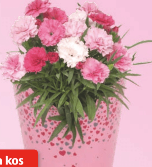 Nagelj - Akcija v trgovini Hofer