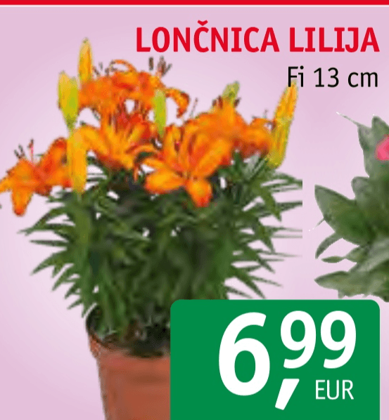 Lončnica Lilija Fi 13 cm - Akcija v trgovini Jager