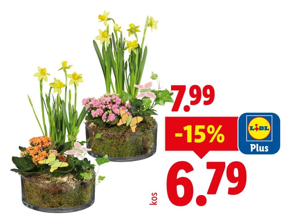 Aranžma v stekleni posodi - Akcija v trgovini Lidl