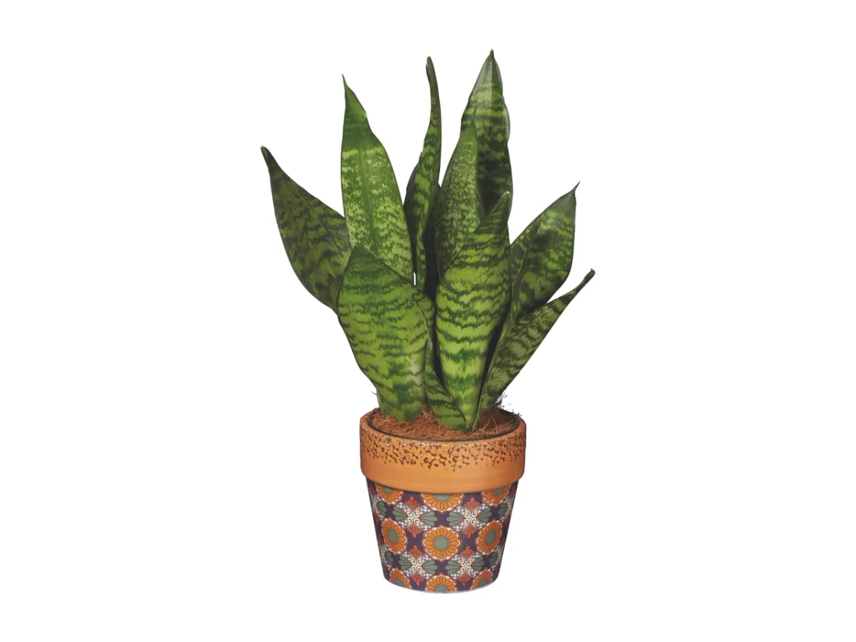 Zelena lončnica - Akcija v trgovini Lidl