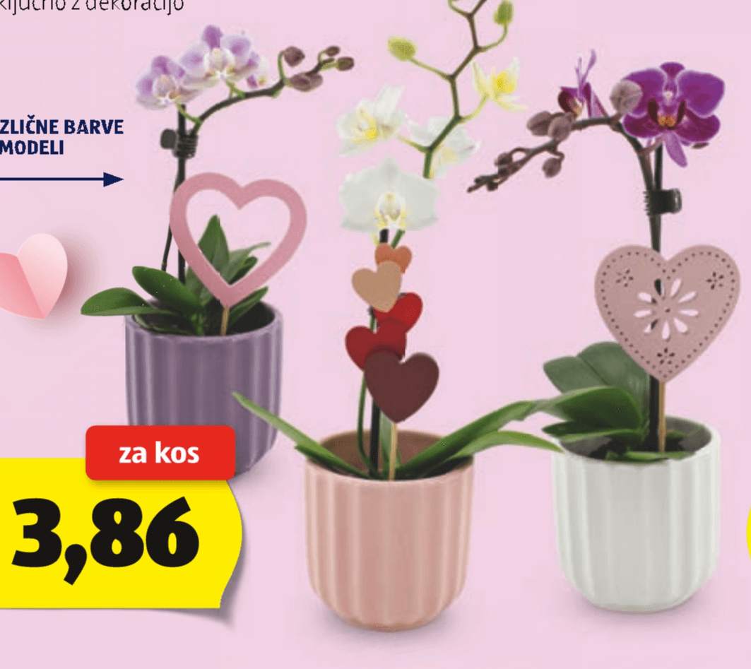 Mini orhideja - Akcija v trgovini Hofer