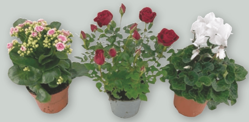 Cvetoča Lončnica - Akcija v trgovini Spar