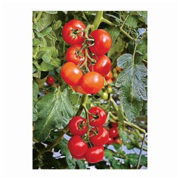 Paradižnik Volmary - Akcija v trgovini Bauhaus