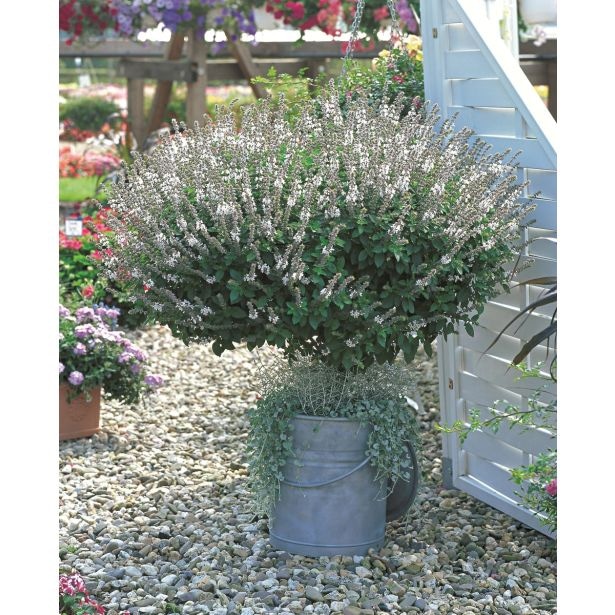 Bazilika v lončku Ø 12 cm Volmary - Akcija v trgovini Bauhaus