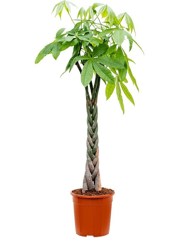 Pahira v okrasnem loncu Noah ø 14 cm lonček - Akcija v trgovini Merkur