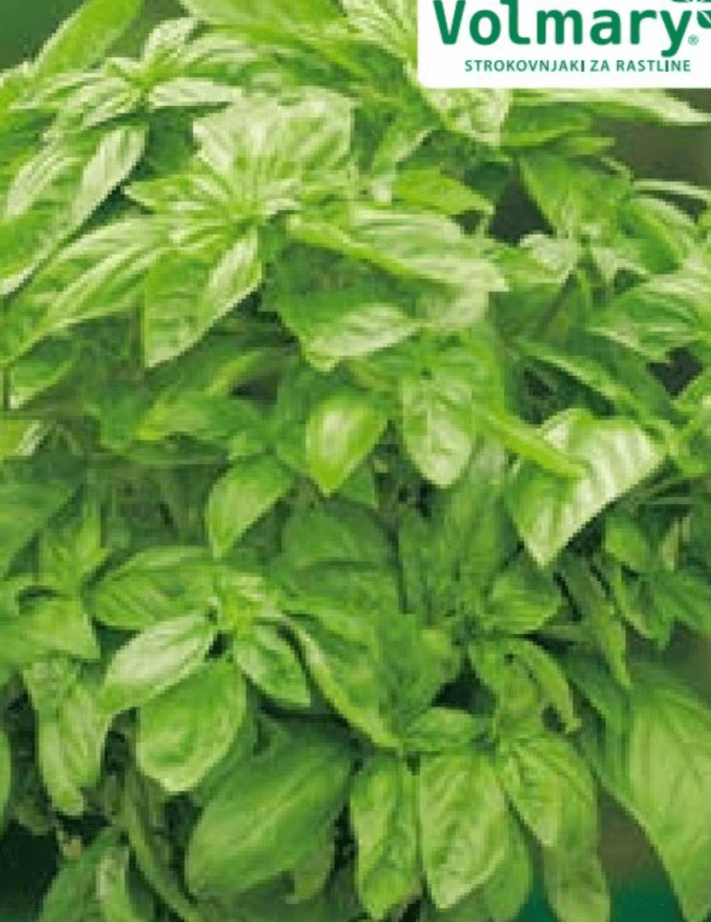 Bazilika 'Baristo' v lončku Ø 12 cm Volmary - Akcija v trgovini Bauhaus