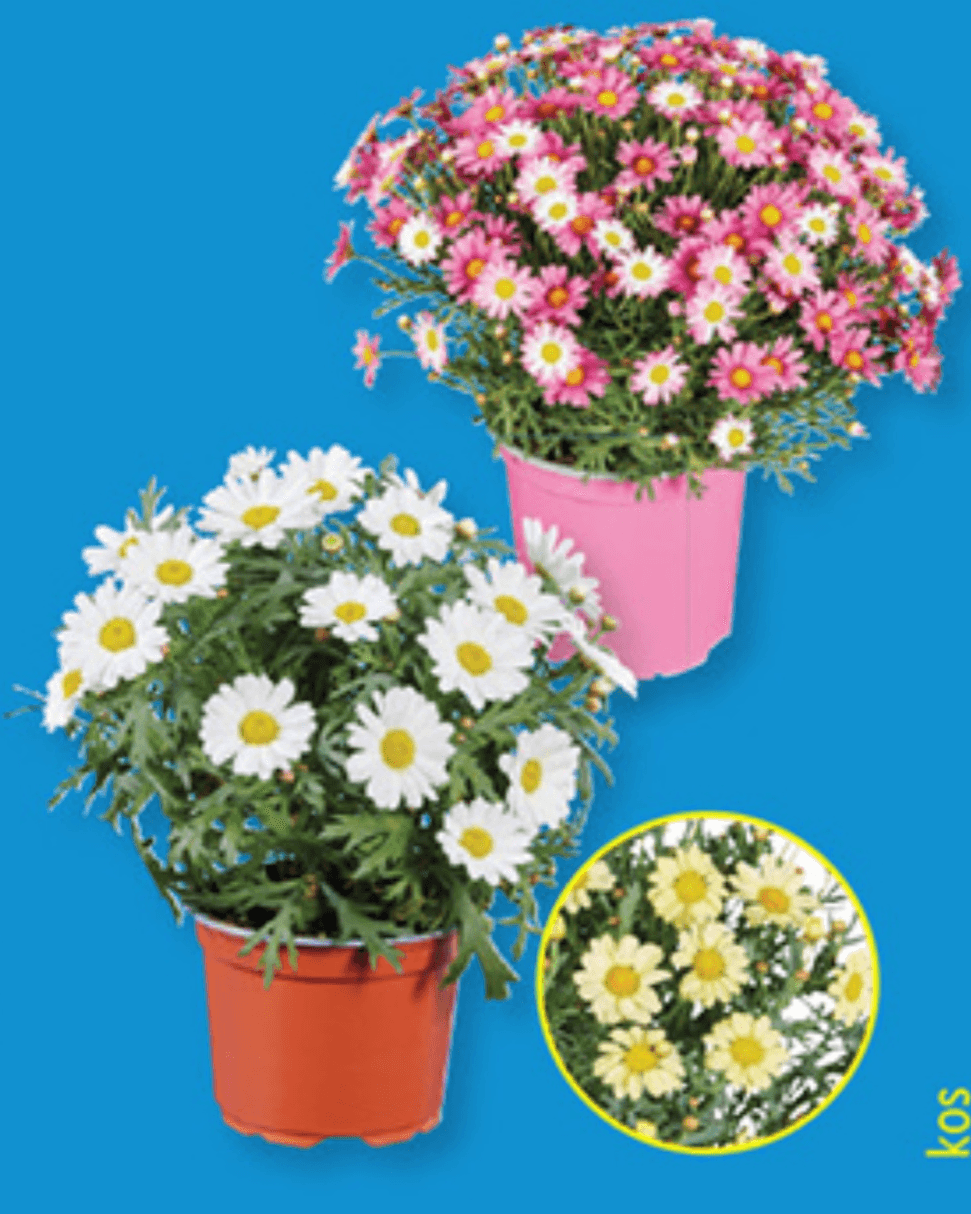 Marjetice Ø pribl. 14 cm, višina: pribl. 30 cm - Akcija v trgovini Lidl