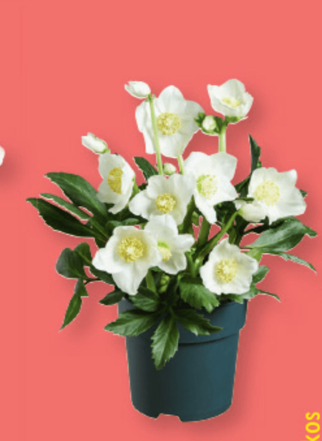 Teloh - Akcija v trgovini Lidl