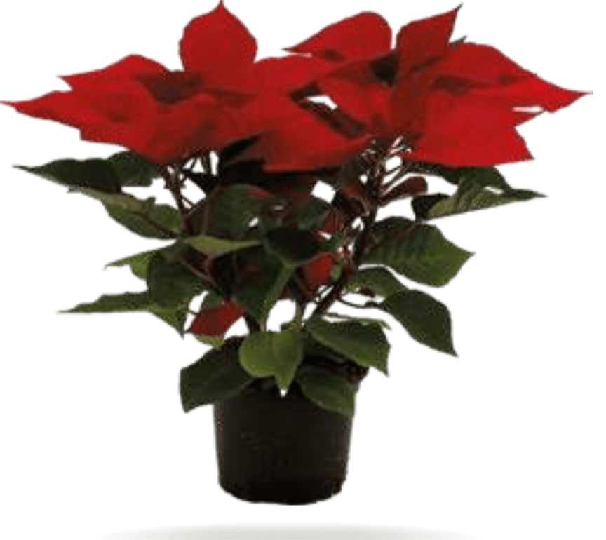 Božična zvezda v loncu Ø 19 cm Volmary - Akcija v trgovini Bauhaus