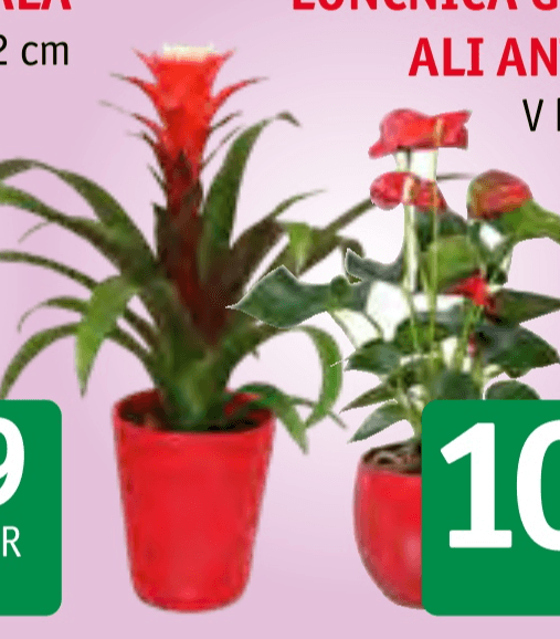 Lončnica Guzmania ali Anthurium Fi 12 cm - Akcija v trgovini Jager