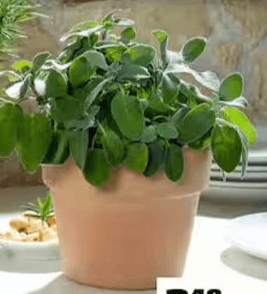 Mešanica mediteranskih začimb - Akcija v trgovini Obi