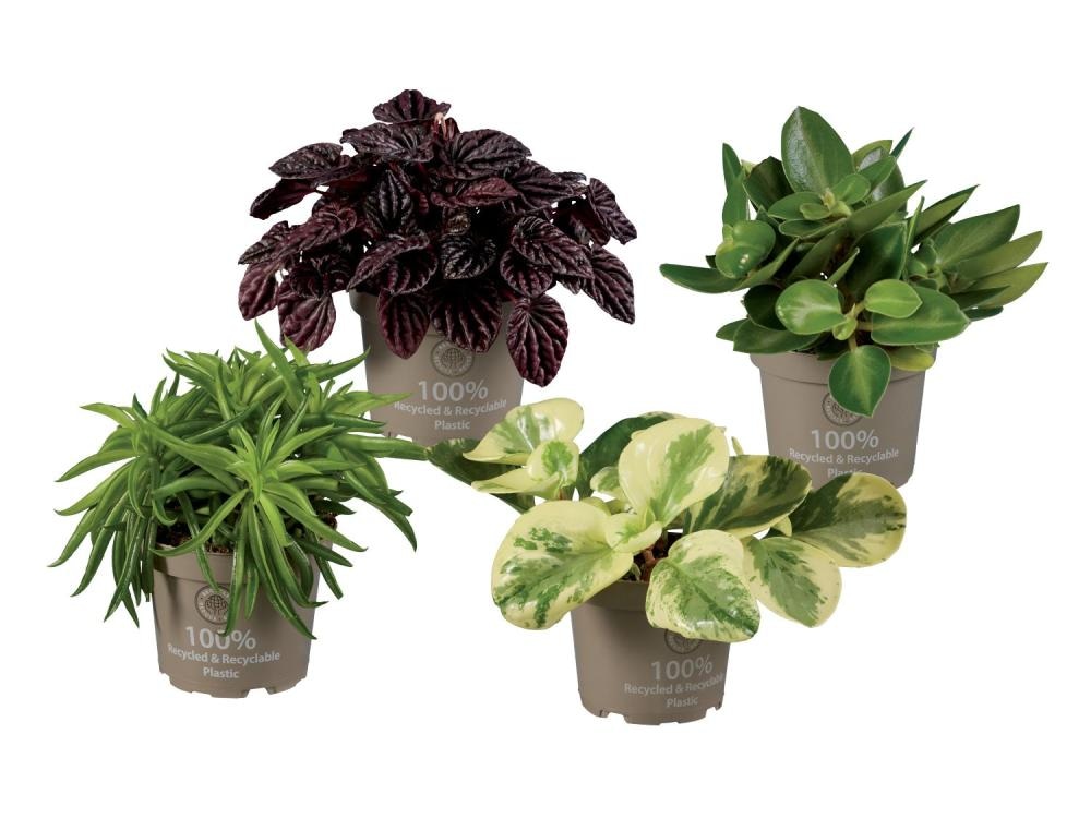 Poprovka - Akcija v trgovini Lidl