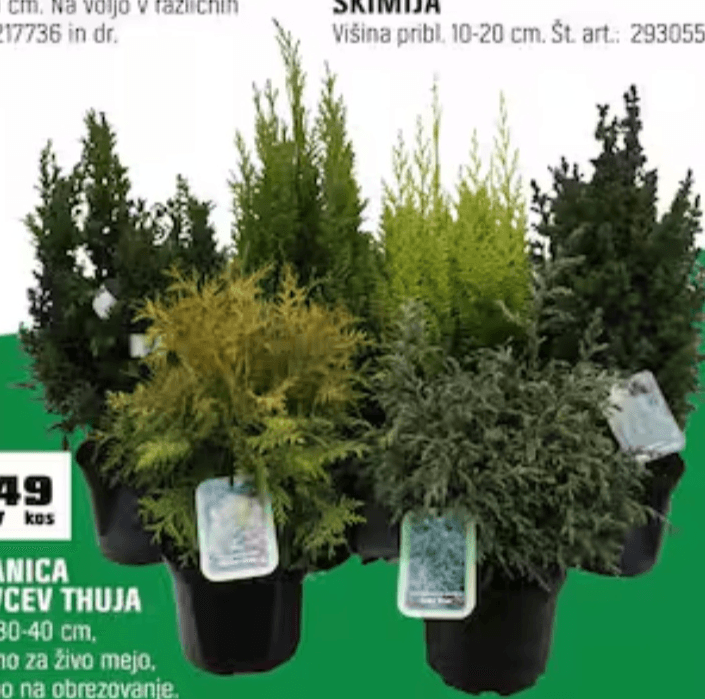 Mešanica Iglavcev Thuja - Akcija v trgovini Obi