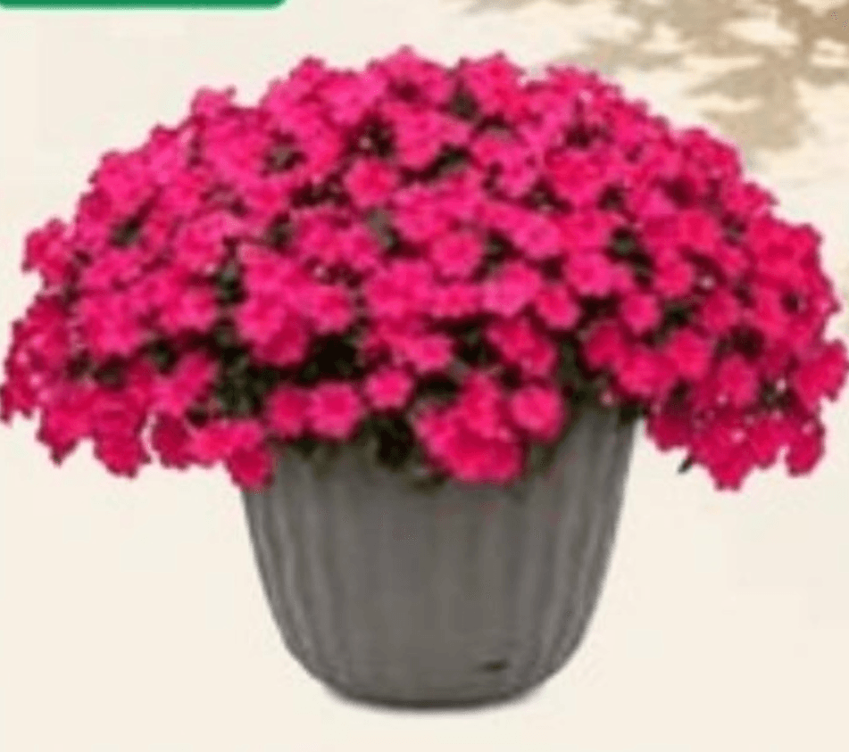 Roža vodenka "Impatiens" fi 12 cm - Akcija v trgovini Jager