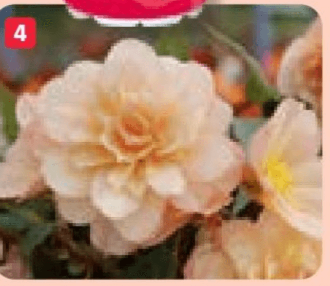 Gomoljna begonija (lat. Begonia x tuberhybrida) Volmary - Akcija v trgovini Bauhaus