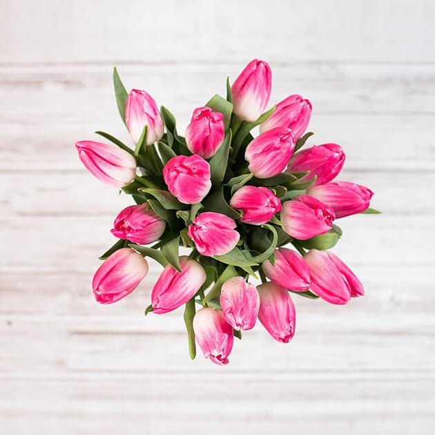 Pisan šopek tulipanov 14 kosov - Akcija v trgovini Hofer