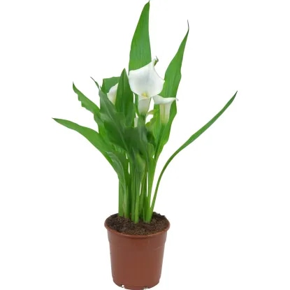 NAVADNI ŠKRNICELJ - Akcija v trgovini Obi